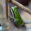 Mountain tree frog