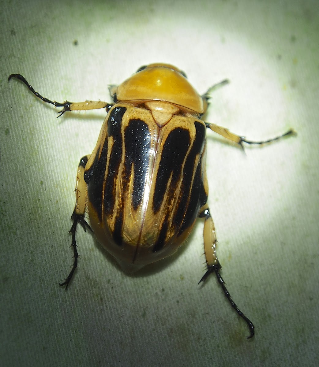 Dynastine Beetle