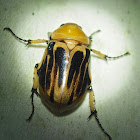 Dynastine Beetle