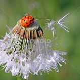 Morning Dew by Lynne McClure -  