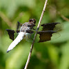 Common whitetail (male)