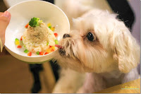 Tiere提柇寵物住宿/人文咖啡