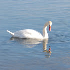 Mute Swan