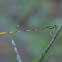 Citrine Forktail, male