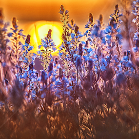 Sunset flowers by MIhail Syarov - Nature Up Close Other plants