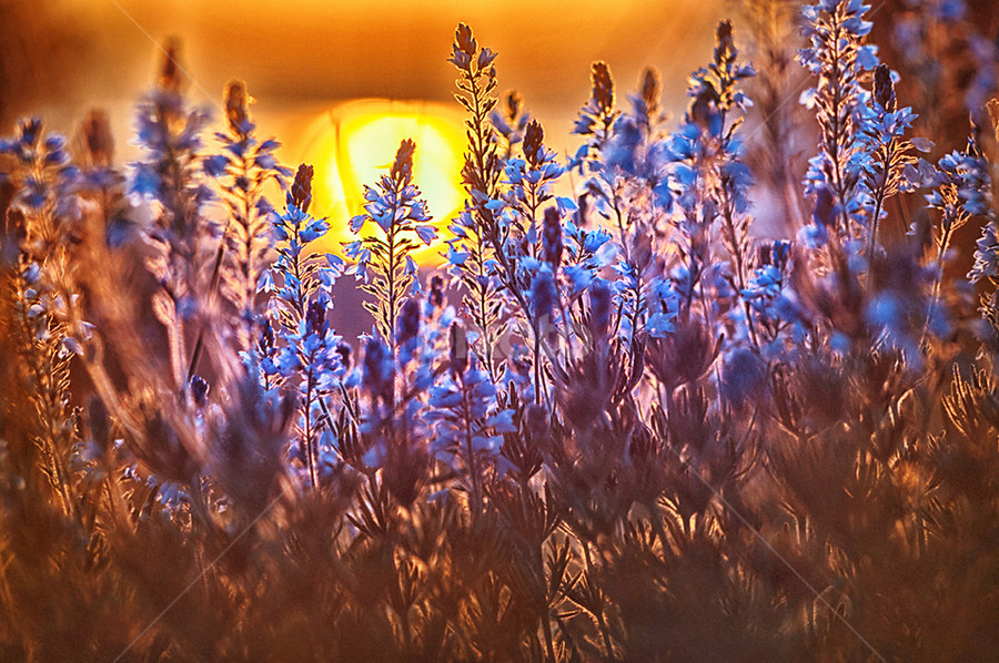 Sunset flowers by MIhail Syarov - Nature Up Close Other plants