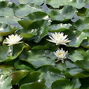 white lily with pads