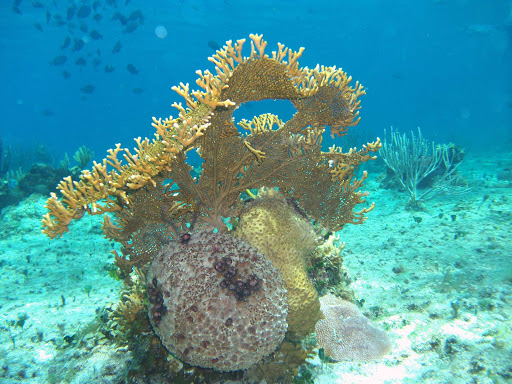 sponge-coral-Cozumel - Snorkeling on Cozumel brings up close to many types of coral and fish.