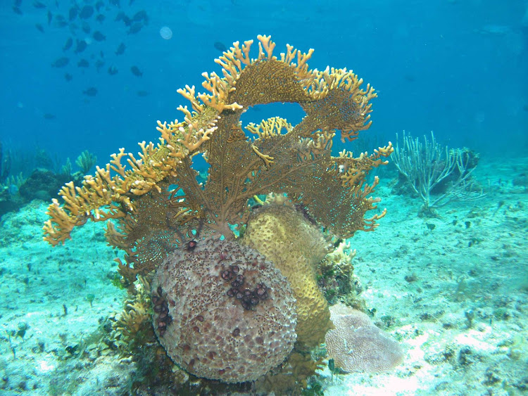 Snorkeling on Cozumel brings up close to many types of coral and fish.