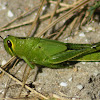 Grasshopper immature