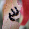 emperor gum moth caterpillar