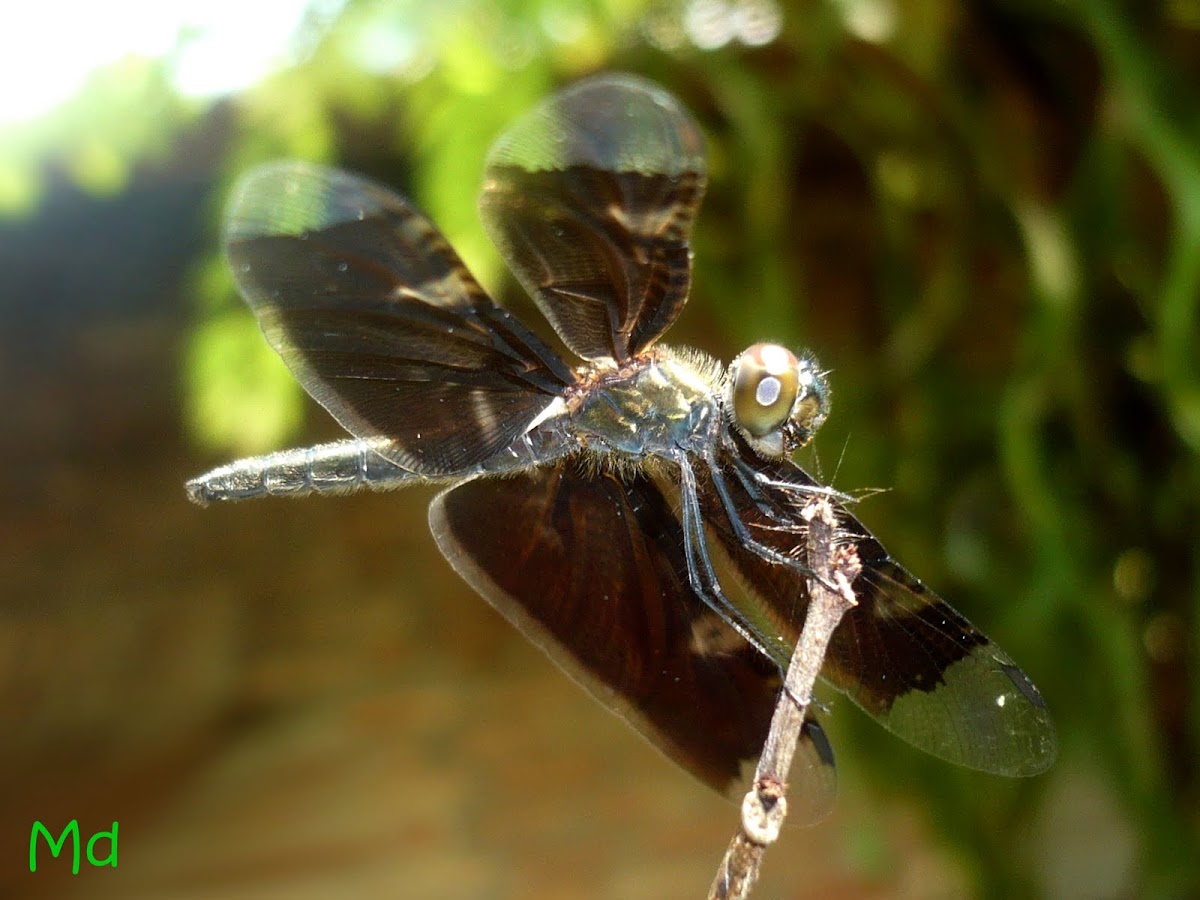 Straight-edged Red Parasol dragonfly 