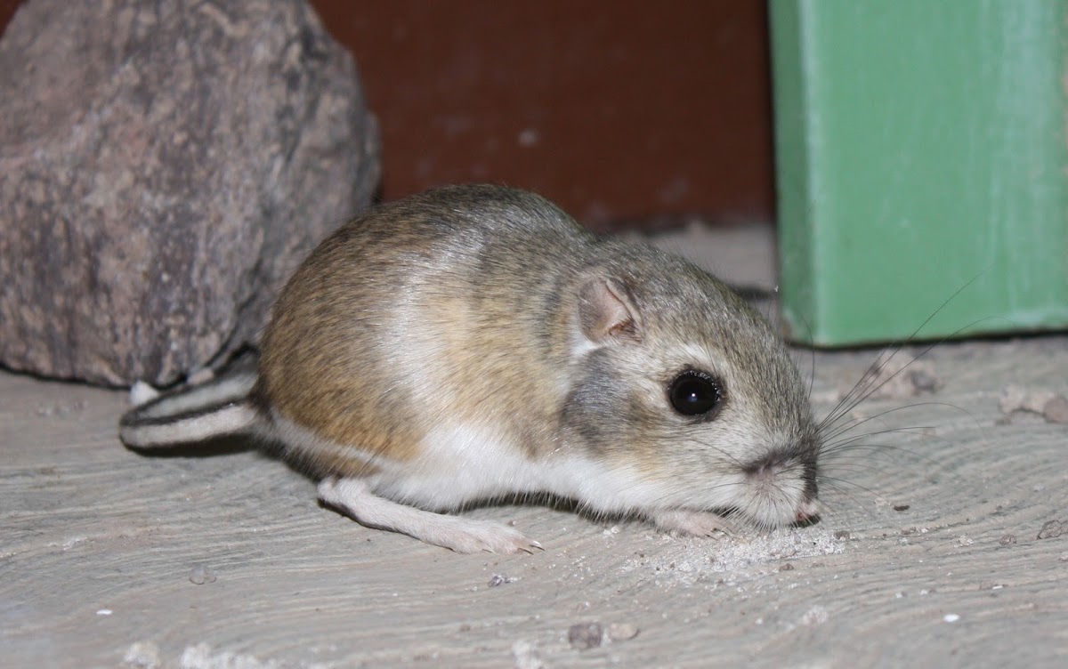 Merriam's Kangaroo Rat | Project Noah