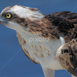 Osprey by Sandra Blair -  
