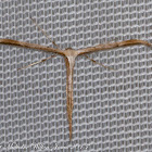 Plume Moth