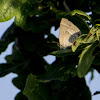 Purple hairstreak