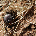 Plum Dung Beetle