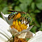 Metallic Green Sweat Bee ♀