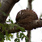 Australian Magpie-lark or Mudlark NEST