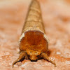 Yellow-necked caterpillar moth