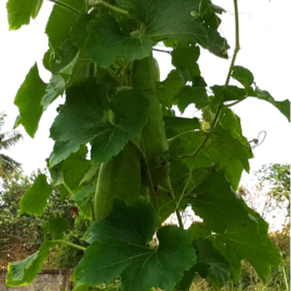 Wax Gourd Project Noah