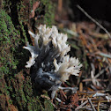  Coral Fungus
