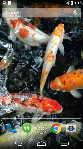 Koi Underwater Live Wallpaper