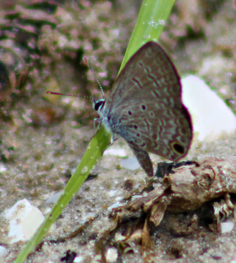 Ceraunus Blue Butterfly (female)