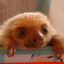 Baby three-toed sloth