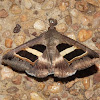 Erebid Moth (Catocalinae)