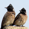 Red vented bulbuls