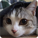 本気出す時計 ねこエディション for android logo