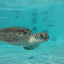 Green Sea Turtle