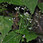 Small Enchanter's-Nightshade