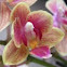Moth Orchid 