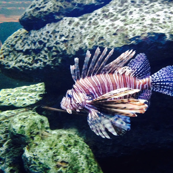 Lionfish | Project Noah
