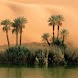 Desert Oasis With Palms