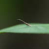 Long-horned Moth