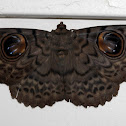 Owl Moth
