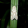 Dark-spotted Tiger Moth