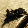 coxcomb prominent moth