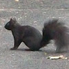 Eastern Grey Squirrel (black melanistic form)