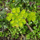 Sun Spurge / Erba calenzuola / Mlječika suncogled