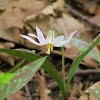 Trout Lily