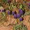 Tassel Hyacinth (Μούσκαρι)