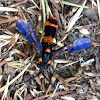 Bottlebrush sawfly