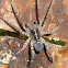 Wolf Spider