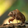 Cicada (shells)