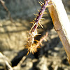 Perlid Stonefly Nymph (exuvia)