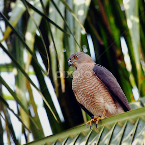 I am Strong....Shikra.. by Nithya Purushothaman - Animals Birds